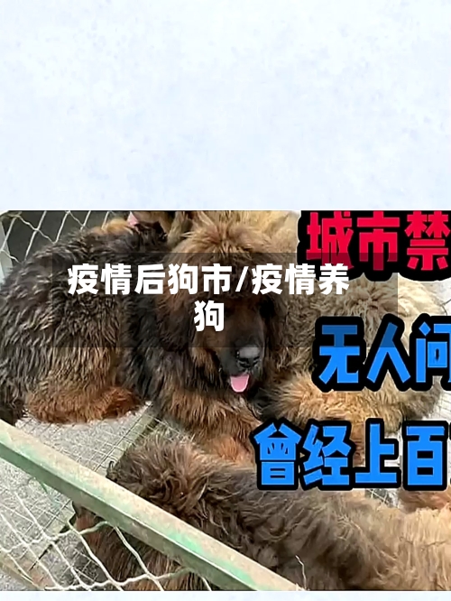 疫情后狗市/疫情养狗-第1张图片