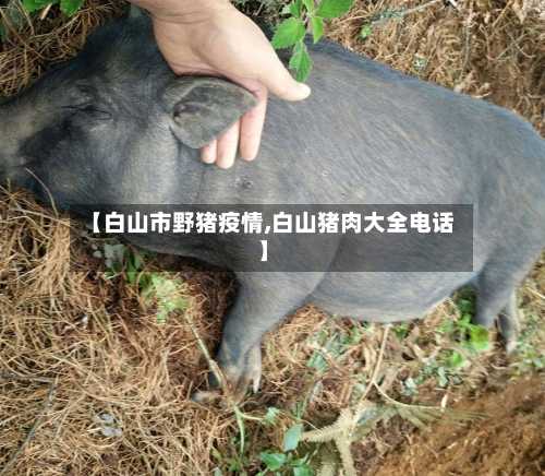 【白山市野猪疫情,白山猪肉大全电话】-第2张图片