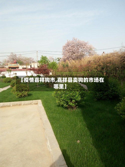 【疫情嘉祥狗市,嘉祥县卖狗的市场在哪里】-第1张图片