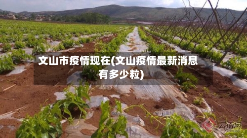 文山市疫情现在(文山疫情最新消息有多少粒)-第1张图片